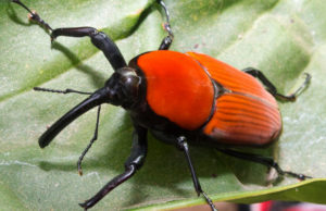 Control de Plagas Mallorca (Procesionaria y eliminar Picudo Rojo), Pest Control Mallorca: Schädlingsbekämpfung auf Mallorca