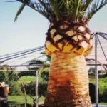 Podas: Podar palmera en Mallorca (Pruning: Pruning palm tree in Mallorca) Beschneiden: Beschneiden von Palmen auf Mallorca