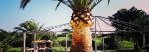 Podas: Podar palmera en Mallorca (Pruning: Pruning palm tree in Mallorca) Beschneiden: Beschneiden von Palmen auf Mallorca