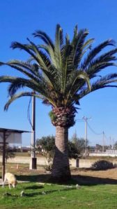 Pruning: Pruning palm tree in Mallorca (Podas: Podar palmera en Mallorca) Beschneiden: Beschneiden von Palmen auf Mallorca