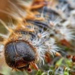 Control de Plagas en Mallorca Pest Control: Schädlingsbekämpfung auf Mallorca