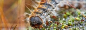 Control de Plagas en Mallorca Pest Control: Schädlingsbekämpfung auf Mallorca