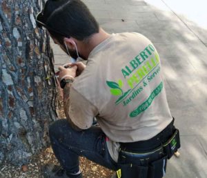 Endoterapia vegetal Mallorca Plant endotherapy in Mallorca. Pflanzliche Endotherapie