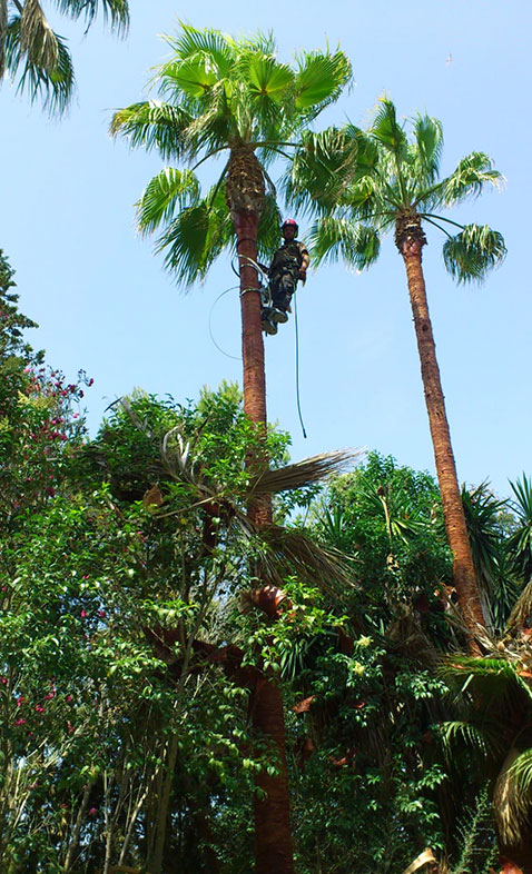 Talar y Podar en Mallorca Felling and pruning: Fällung und Beschneidung auf Mallorca