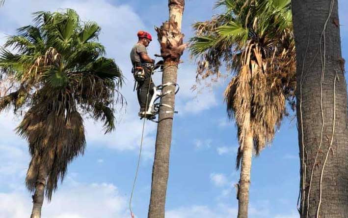 Gardeners company Felling, height pruning, Tala y Poda: Jardineros en Mallorca: empresa de jardinería (Alberto Perelló). Fällung, Höhenbeschneidung