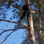 Tala y Podas en Mallorca Felling and pruning: Fällung und Beschneidung auf Mallorca