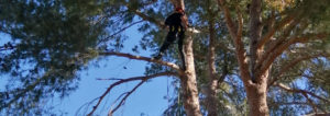 Tala y Podas en Mallorca Felling and pruning: Fällung und Beschneidung auf Mallorca