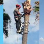 Tala y Podas en Mallorca Felling and pruning: Fällung und Beschneidung auf Mallorca