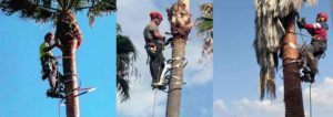 Tala y Podas en Mallorca Felling and pruning: Fällung und Beschneidung auf Mallorca
