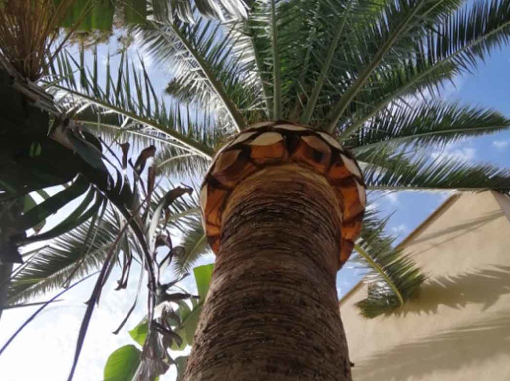 poda de palmeras Mallorca pruning of palm trees Beschneiden von Palmen und Höhenbeschnitt auf Mallorca