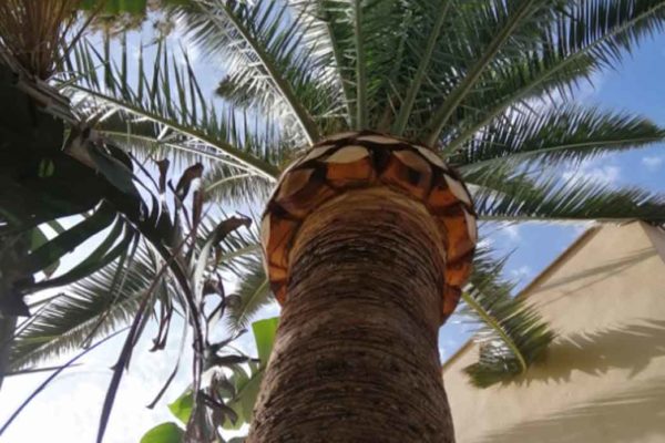 poda de palmeras Mallorca pruning of palm trees Beschneiden von Palmen und Höhenbeschnitt auf Mallorca
